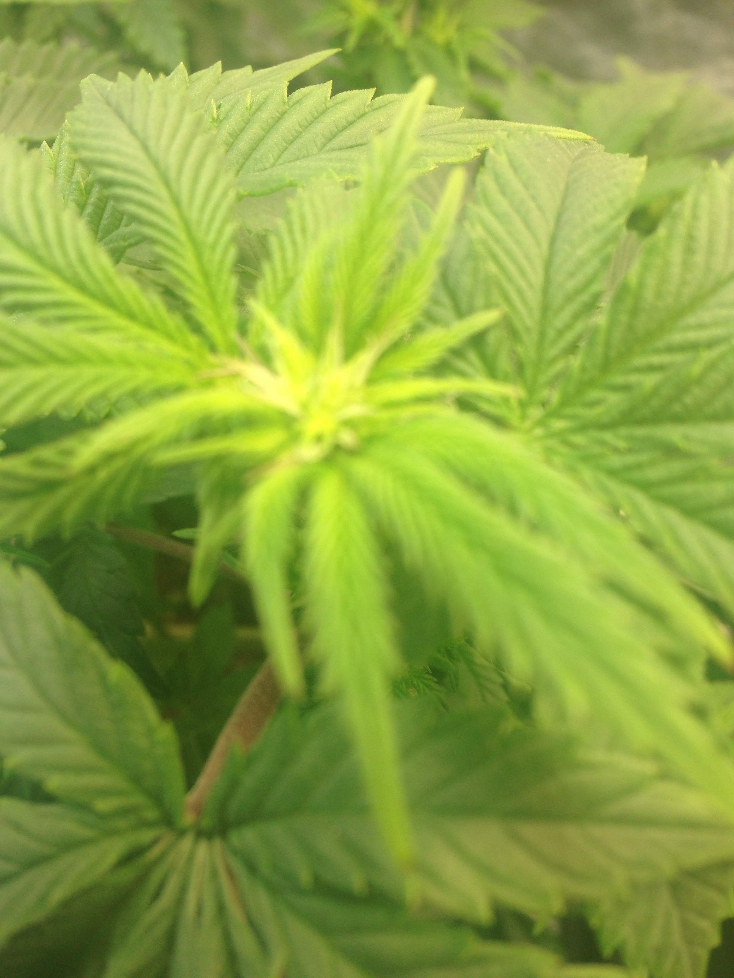 Green Point Seeds Tomahawk, ILGM Chocolope, T.H.Seeds Electric Lemon G