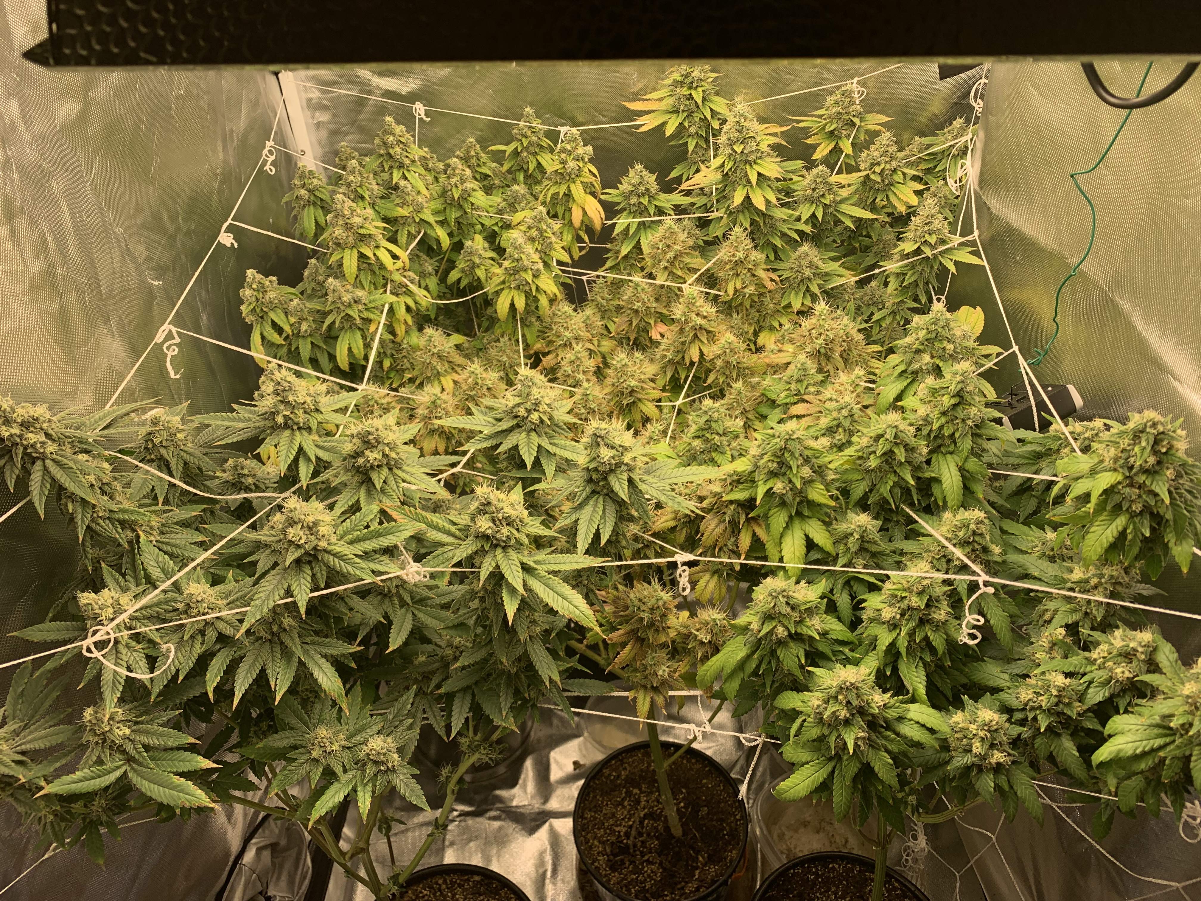 Wedding grow diary (journal) week8 by cuervos323 GrowDiaries
