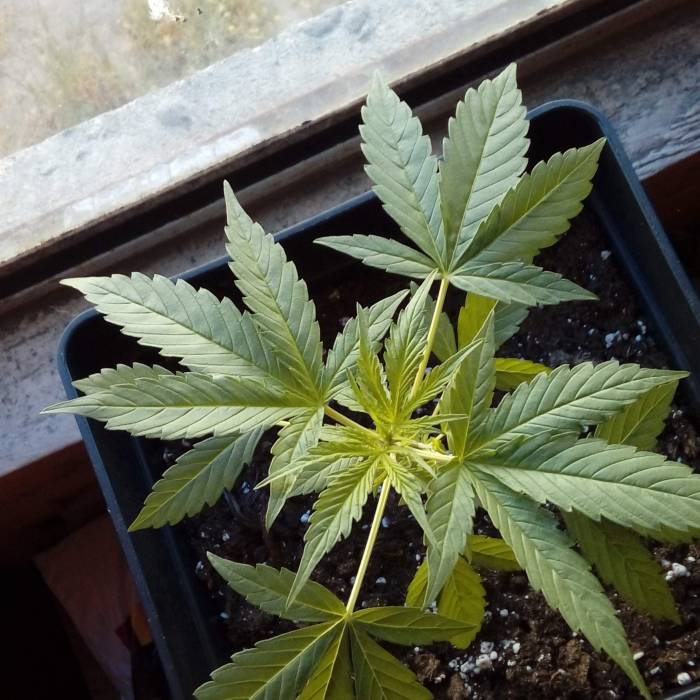 My Northern Light. Week 3 - 3 weeks