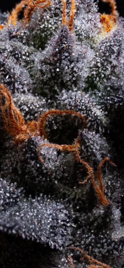 S08: Cherry Bacio by Sherbinskis x Sensi Seeds