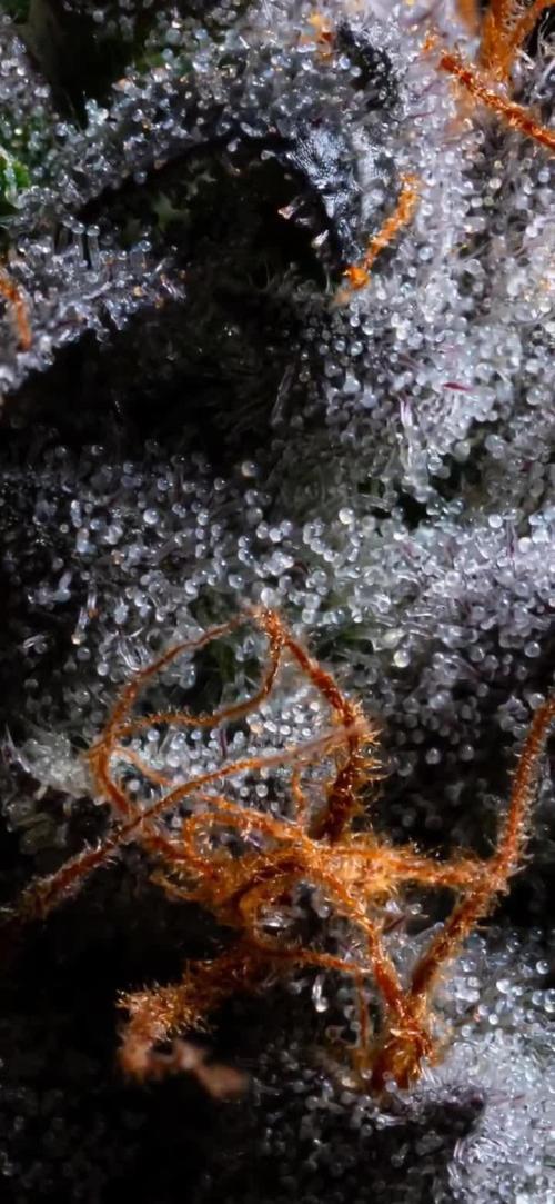 S08: Cherry Bacio by Sherbinskis x Sensi Seeds