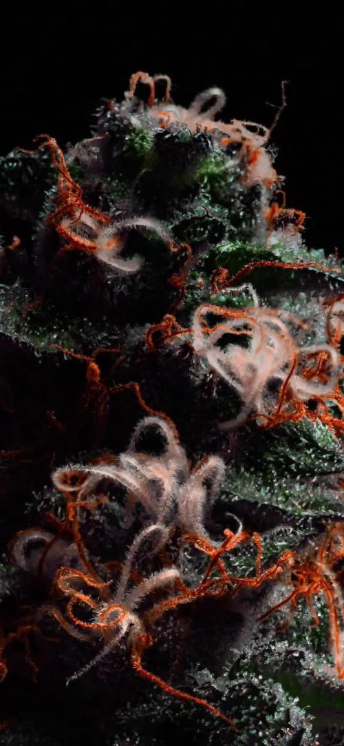 S08: Euphoria by Divine Seeds