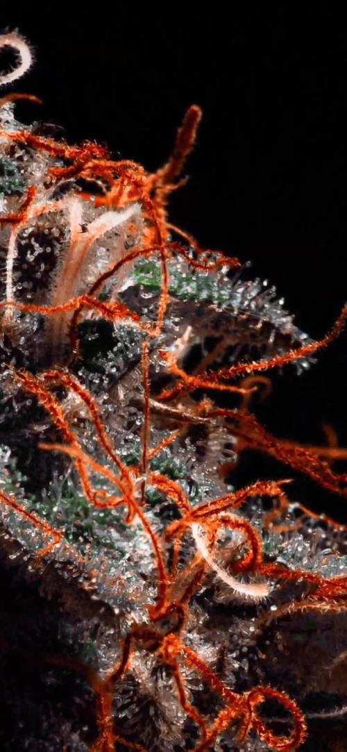 S08: Euphoria by Divine Seeds