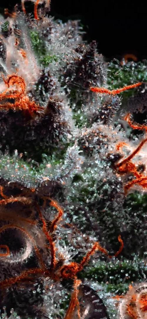 S08: Euphoria by Divine Seeds