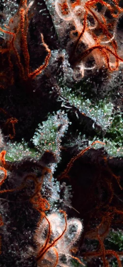 S08: Euphoria by Divine Seeds