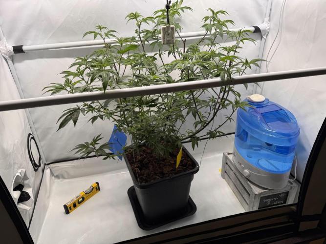 Zero Dosi. Week 1 - This was a Zero Dosi clone and is now 3 months old. 