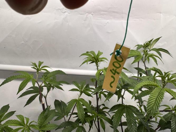 Zero Dosi. Week 1 - ~400 ppfd