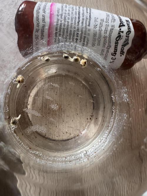 Alaskan Ice. Week 0 - 1% H2O2 mix