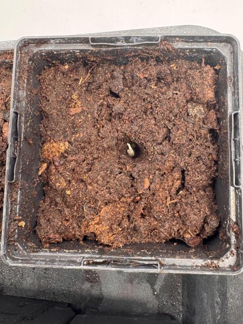Alaskan Ice. Week 0 - Popped seed