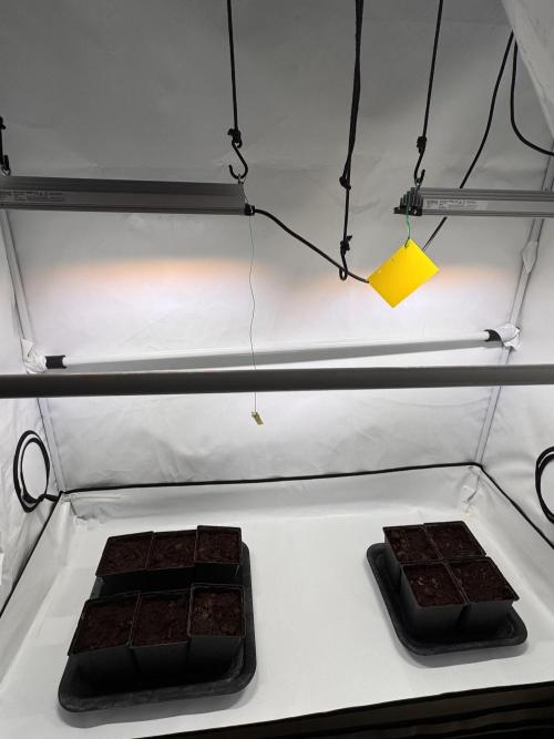 Alaskan Ice. Week 0 - Veg setup
