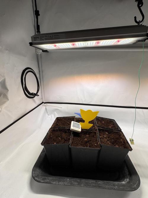 Alaskan Ice. Week 0 - Dimmed the Stixx to 40%. About 30cm above the pots. 