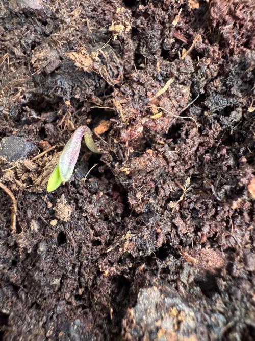 Alaskan Ice. Week 0 - After 36 hours the first signs of new life appeared. 