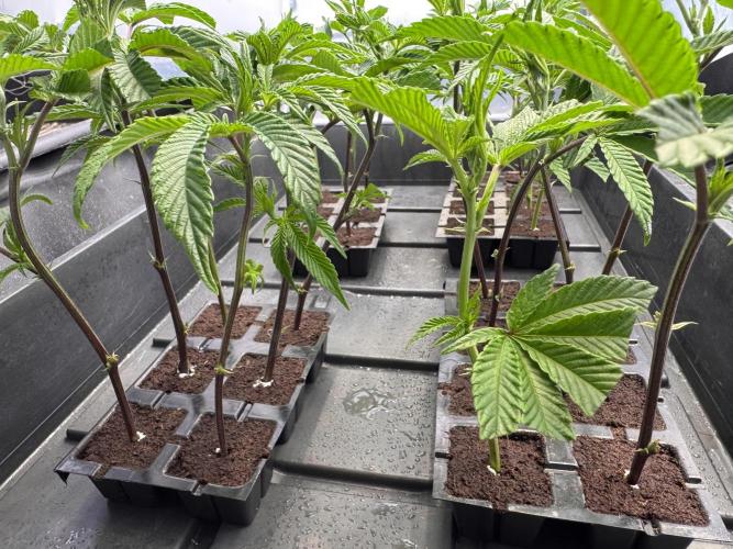 Zero Dosi. Week 1 - Zero Dosi clones 