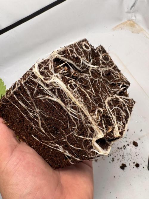Alaskan Ice. Week 2 - Roots
