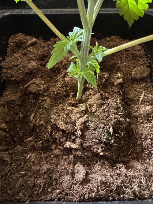Alaskan Ice. Week 2 - Transplanted