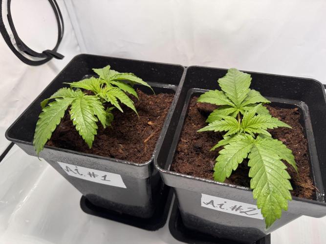 Alaskan Ice. Week 2