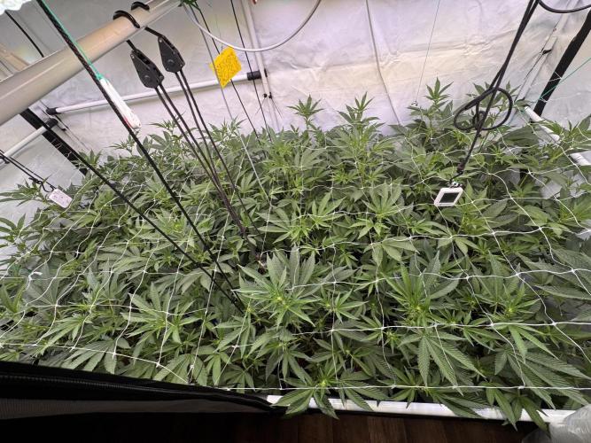 Zero Dosi. Week 4 - FD13