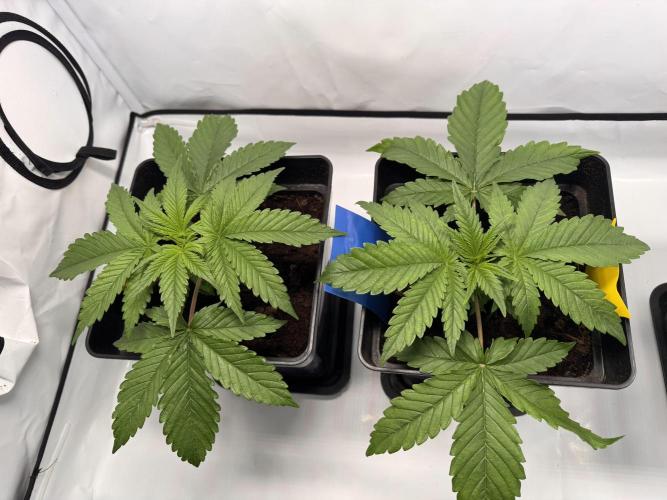 Alaskan Ice. Week 2