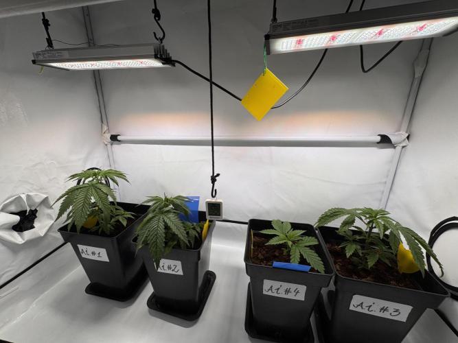 Alaskan Ice. Week 3 - One month since seed in soil. 