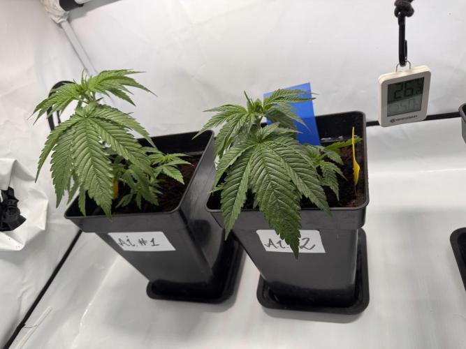 Alaskan Ice. Week 3
