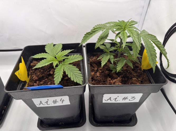 Alaskan Ice. Week 3
