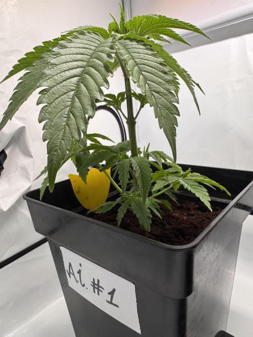Alaskan Ice. Week 3 - #1