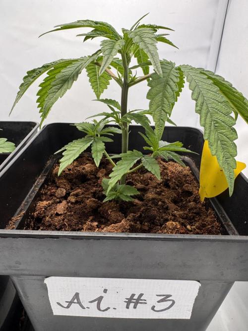Alaskan Ice. Week 3 - #3