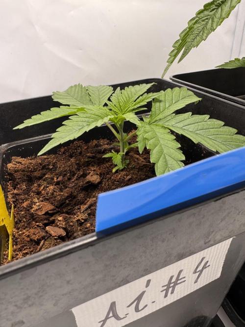 Alaskan Ice. Week 3 - #4