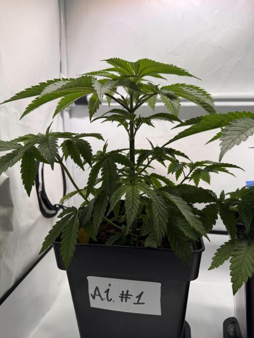 Alaskan Ice. Week 4