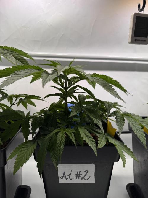 Alaskan Ice. Week 4
