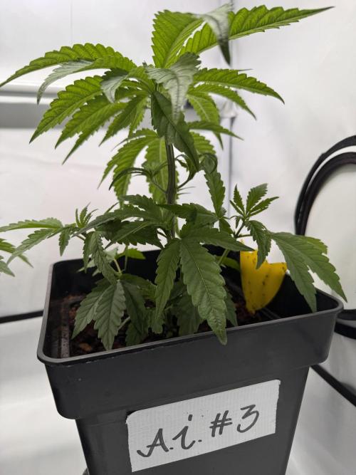 Alaskan Ice. Week 4