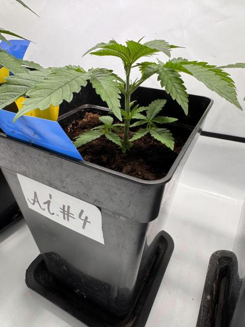 Alaskan Ice. Week 4