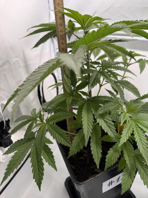 Alaskan Ice. Week 4 - #1