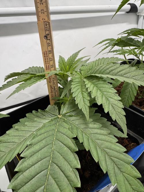 Alaskan Ice. Week 4 - #4