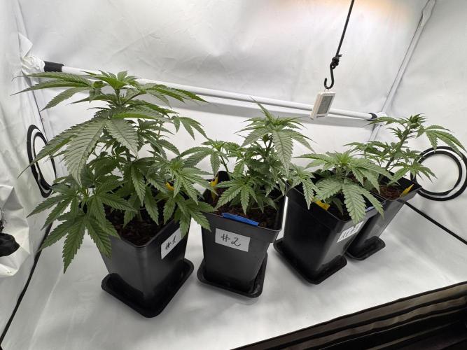 Alaskan Ice. Week 4