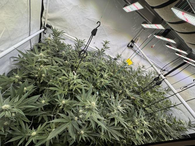 Zero Dosi. Week 6