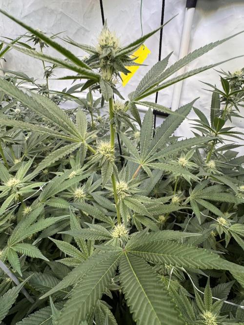 Zero Dosi. Week 6