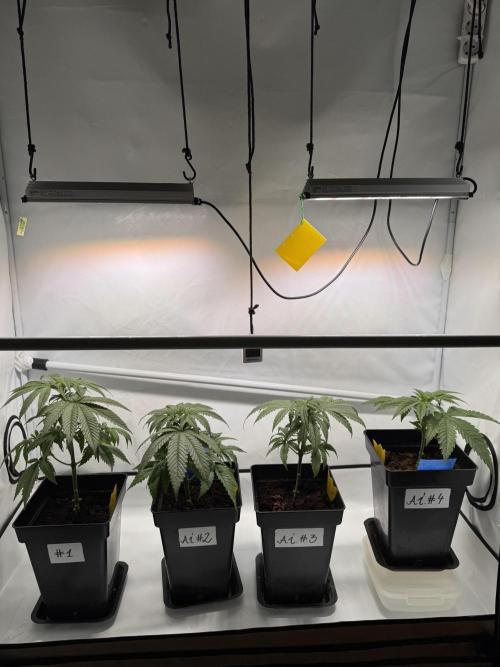 Alaskan Ice. Week 5