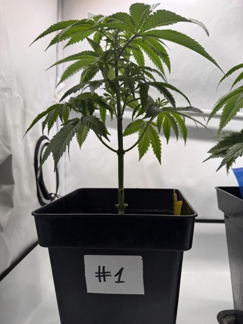 Alaskan Ice. Week 5