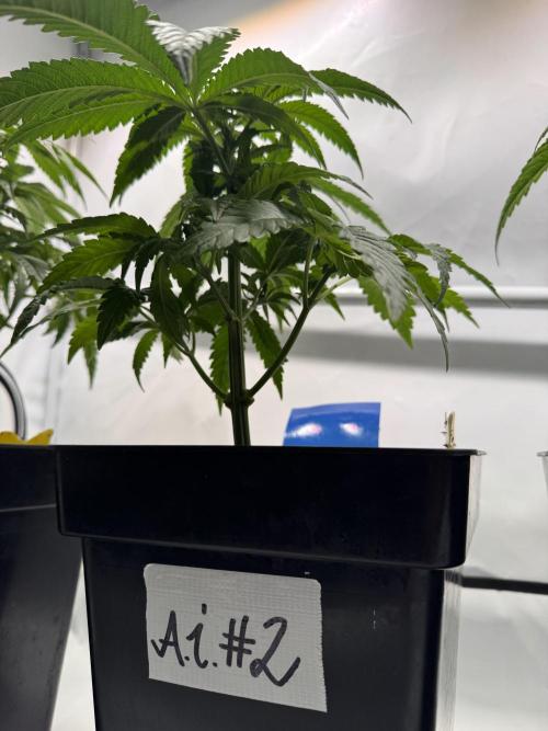 Alaskan Ice. Week 5