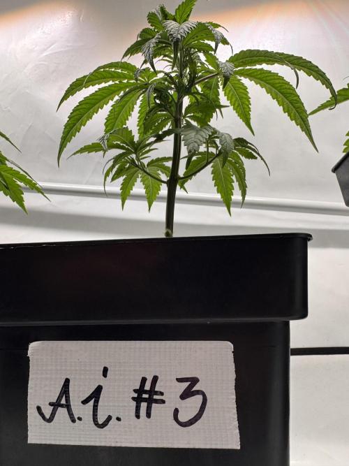 Alaskan Ice. Week 5 - #3