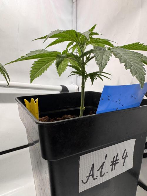 Alaskan Ice. Week 5