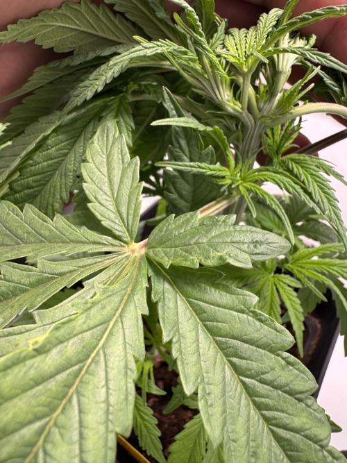 Alaskan Ice. Week 5 - #3 