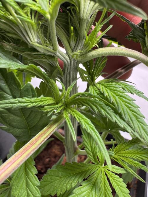 Alaskan Ice. Week 5 - #3 
