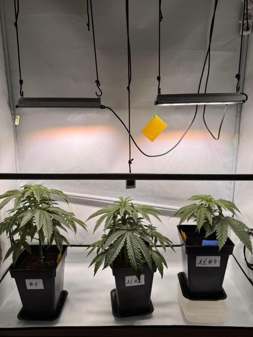 Alaskan Ice. Week 5