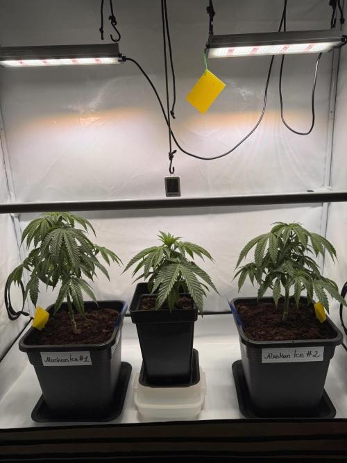 Alaskan Ice. Week 5 - 7l to 14l pots