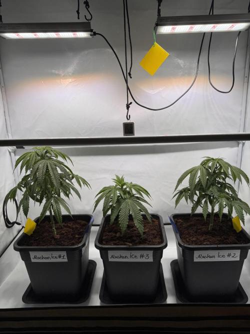 Alaskan Ice. Week 5 - 14lpots