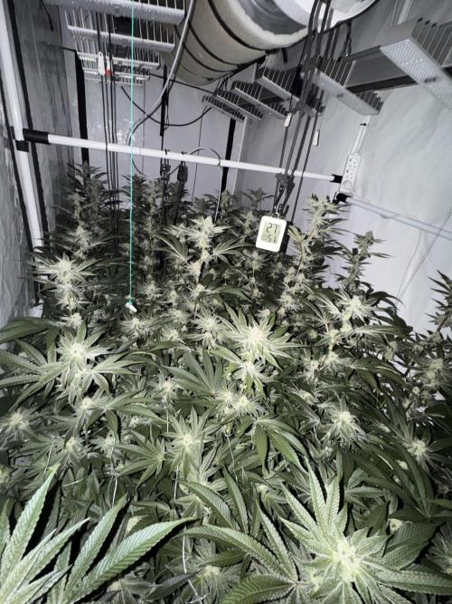 Ambient R240. Week 7