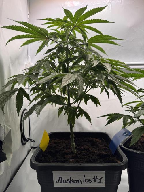 Alaskan Ice. Week 6 - #1