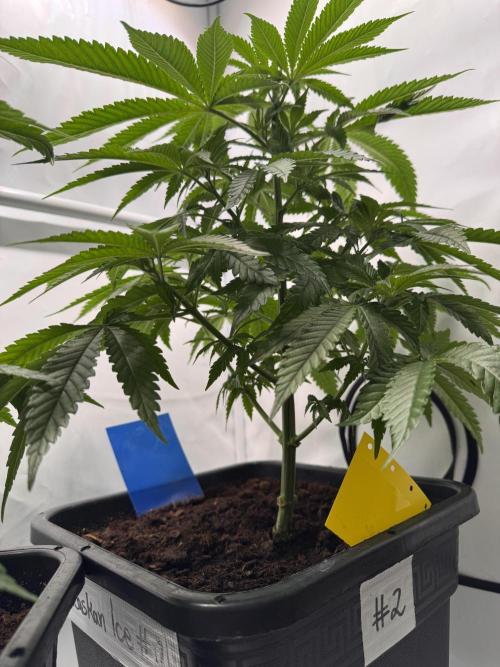 Alaskan Ice. Week 6 - #2